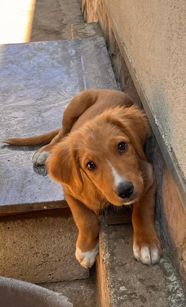 Edo, una meraviglia di cucciolo  Foto 2