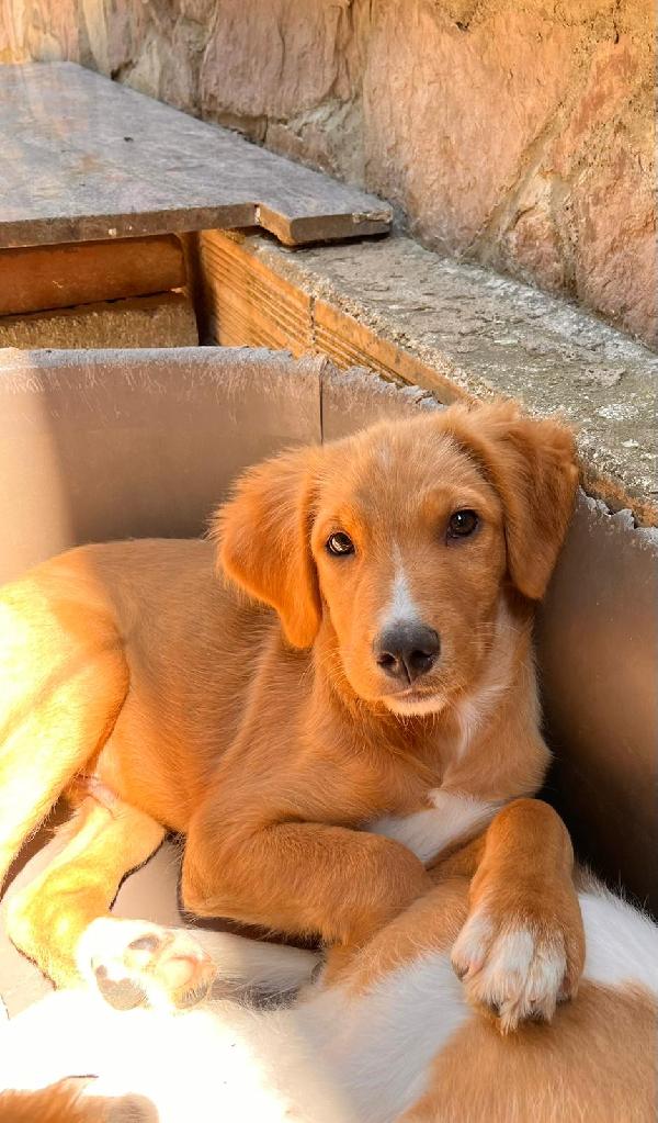 Edo, una meraviglia di cucciolo  Foto 3