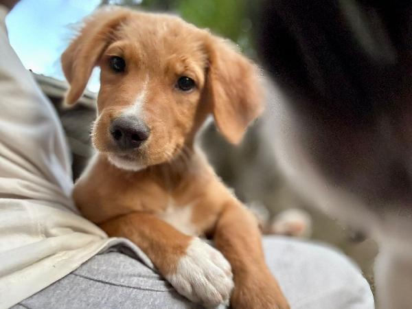 Edo, una meraviglia di cucciolo  Foto 5