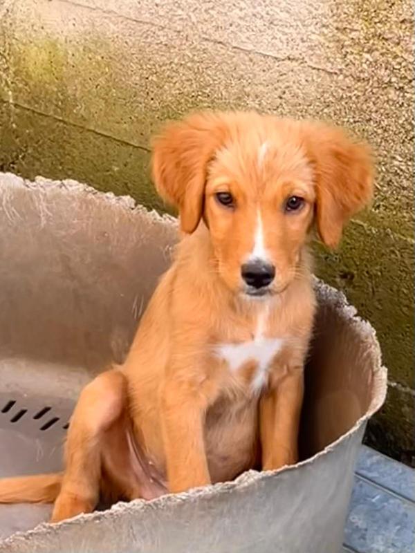 Edo, una meraviglia di cucciolo  Foto 6