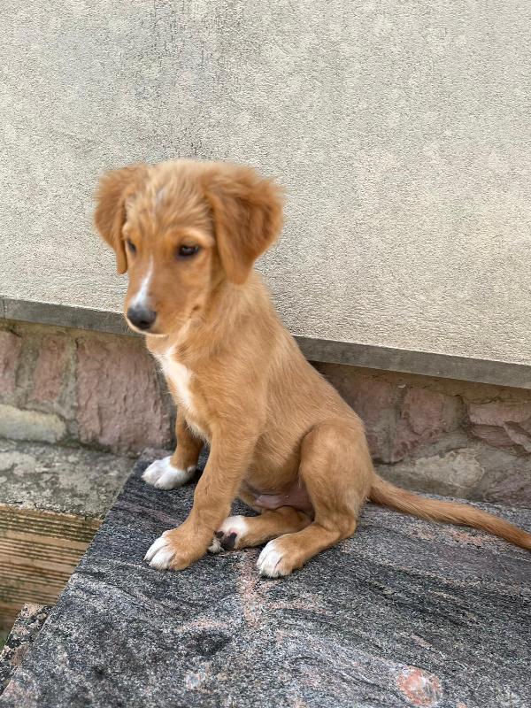 Edo, una meraviglia di cucciolo  Foto 8