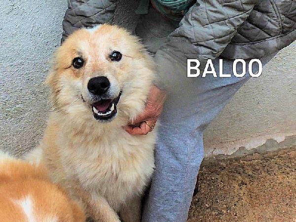Baloo allegro e simpatico Foto 3