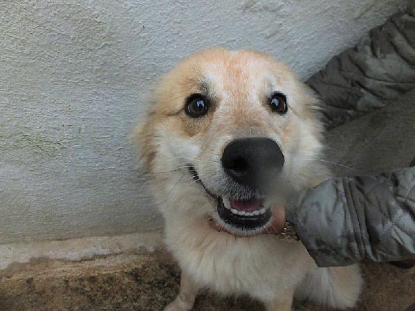 Baloo allegro e simpatico Foto 4