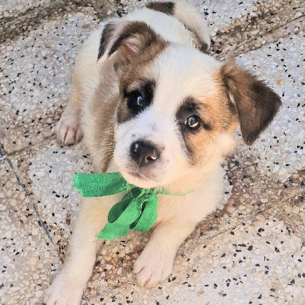 SIMON,IN CANILE,ADOTTABILE,IN TUTTA ITALIA! Foto 1