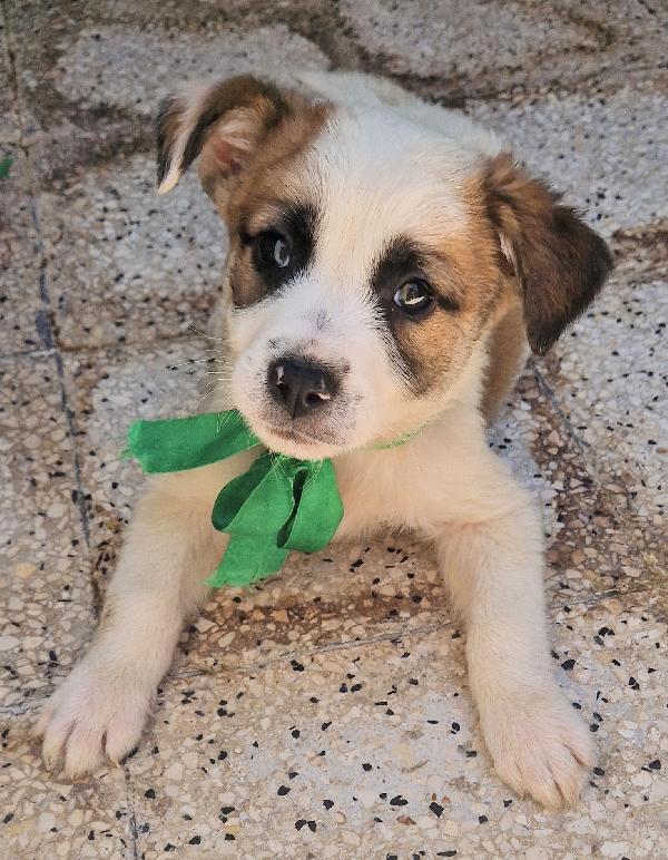 SIMON,IN CANILE,ADOTTABILE,IN TUTTA ITALIA! Foto 2