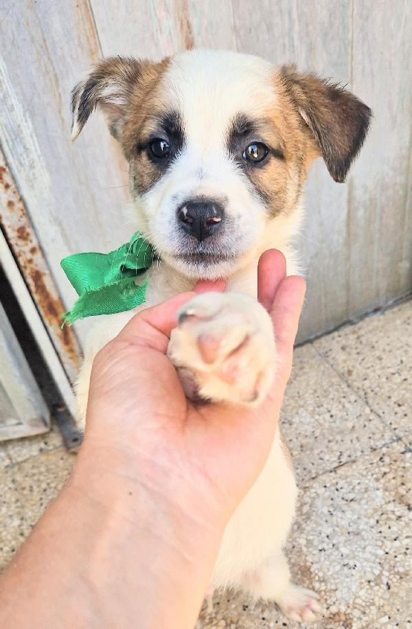 SIMON,IN CANILE,ADOTTABILE,IN TUTTA ITALIA! Foto 3
