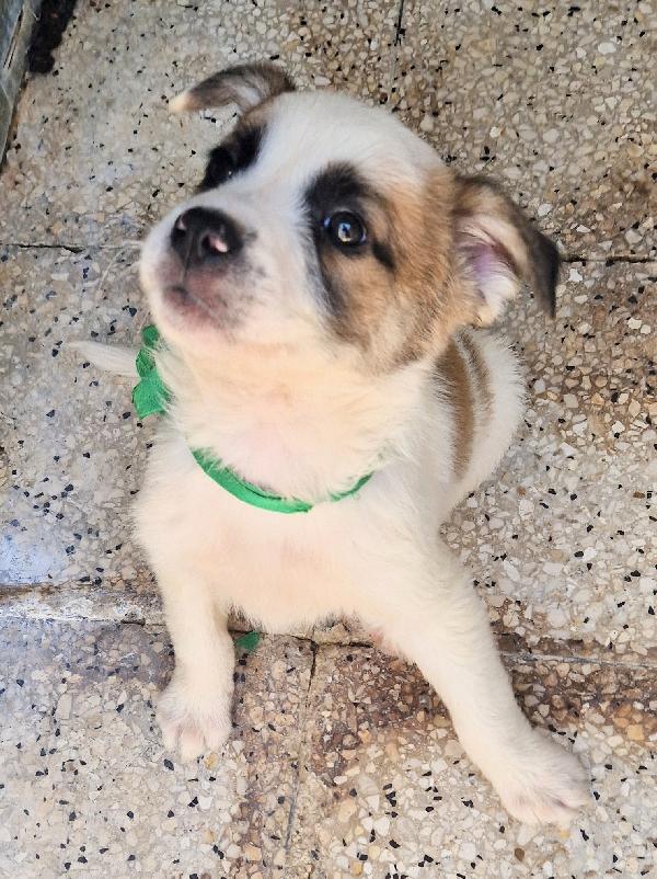 SIMON,IN CANILE,ADOTTABILE,IN TUTTA ITALIA! Foto 4