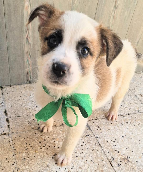 SIMON,IN CANILE,ADOTTABILE,IN TUTTA ITALIA! Foto 5