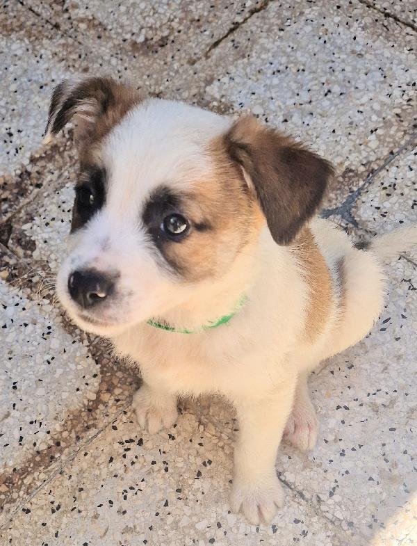 SIMON,IN CANILE,ADOTTABILE,IN TUTTA ITALIA! Foto 6