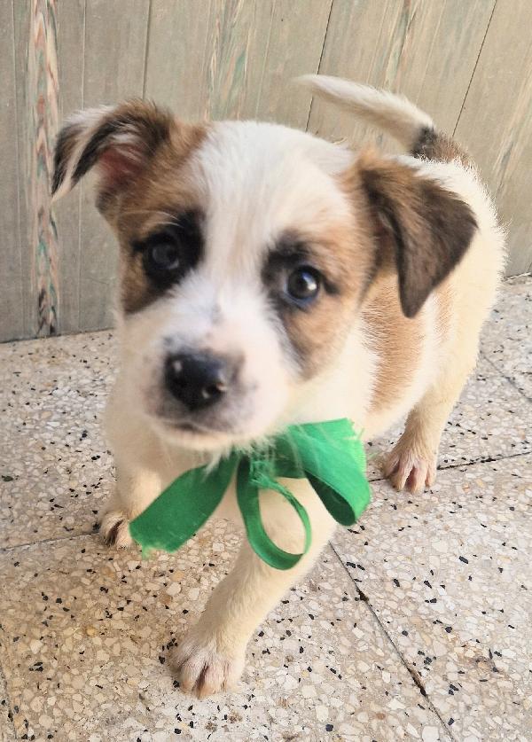 SIMON,IN CANILE,ADOTTABILE,IN TUTTA ITALIA! Foto 7