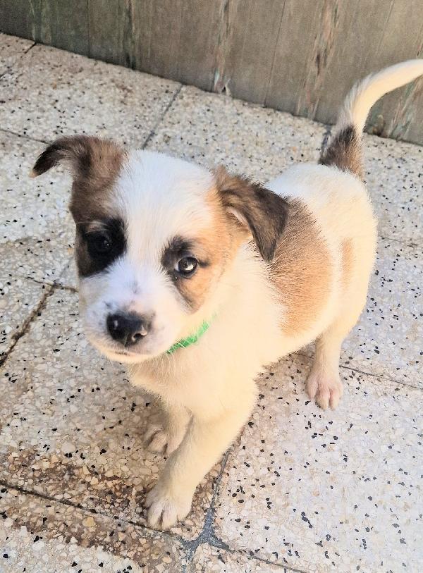 SIMON,IN CANILE,ADOTTABILE,IN TUTTA ITALIA! Foto 8