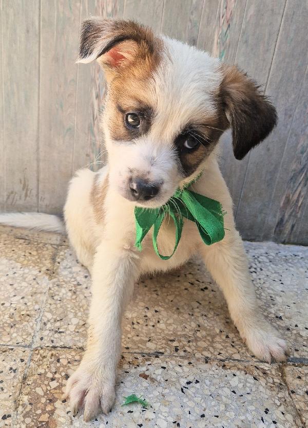SIMON,IN CANILE,ADOTTABILE,IN TUTTA ITALIA! Foto 9