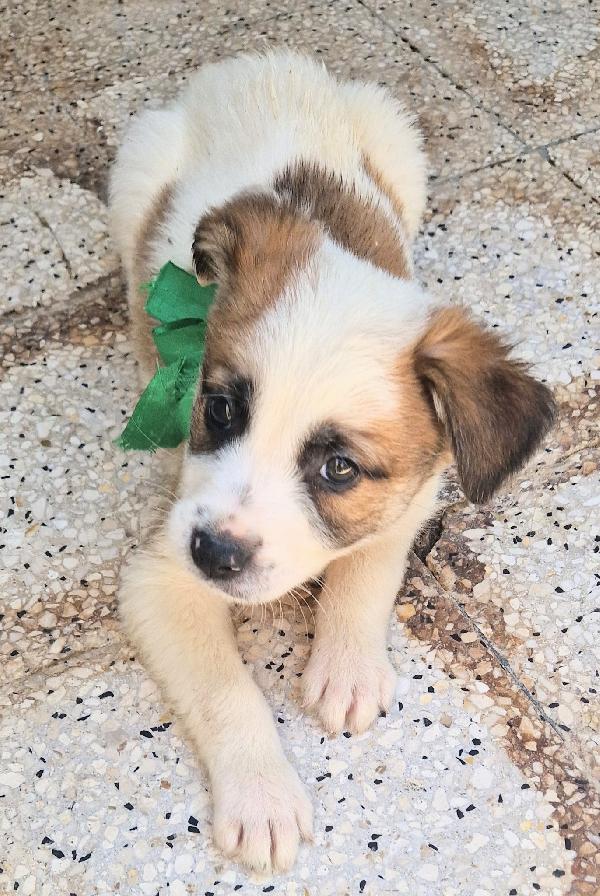 SIMON,IN CANILE,ADOTTABILE,IN TUTTA ITALIA! Foto 10