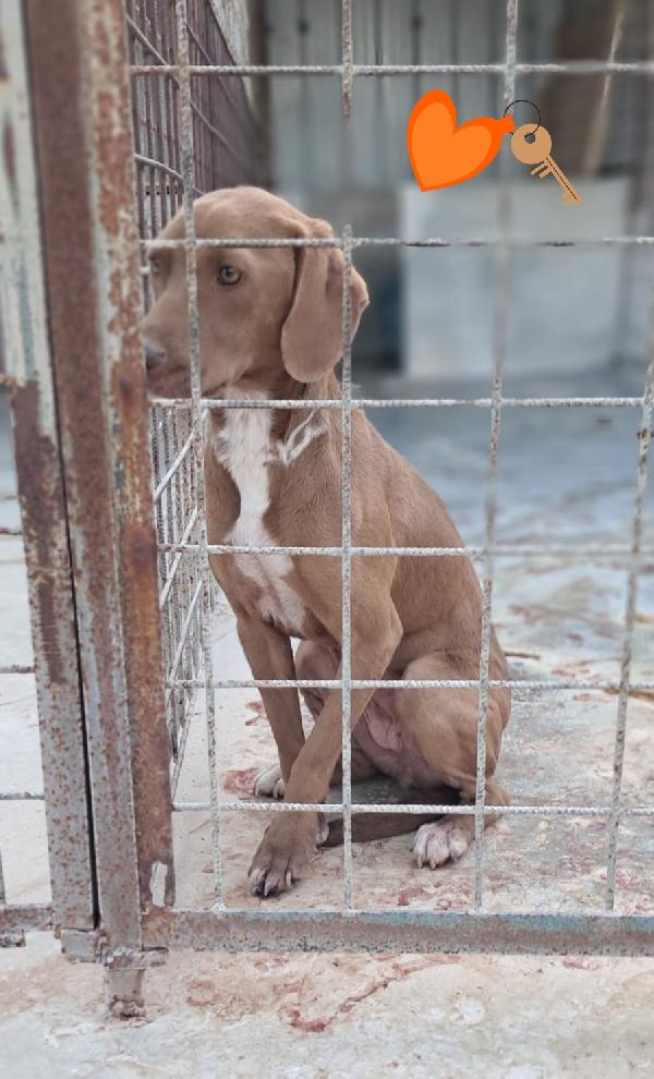 Segugio femmina taglia medio piccola  Foto 2