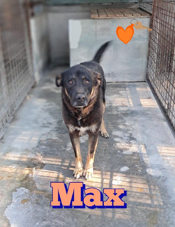 Max Simil Pastore Nero Focato 