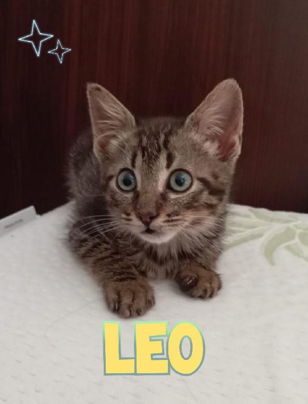Leo Gattino 2 Mesi 