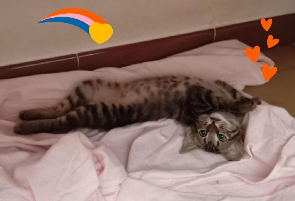 Leo gattino 2 mesi  Foto 2