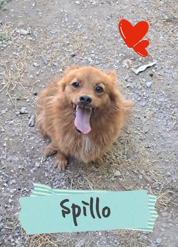 Spillo Mix Volpino/Spitz 
