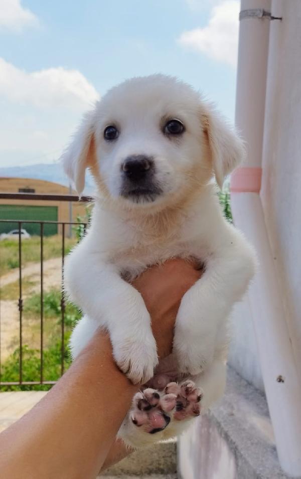 Mattia Cucciolo Adorabile