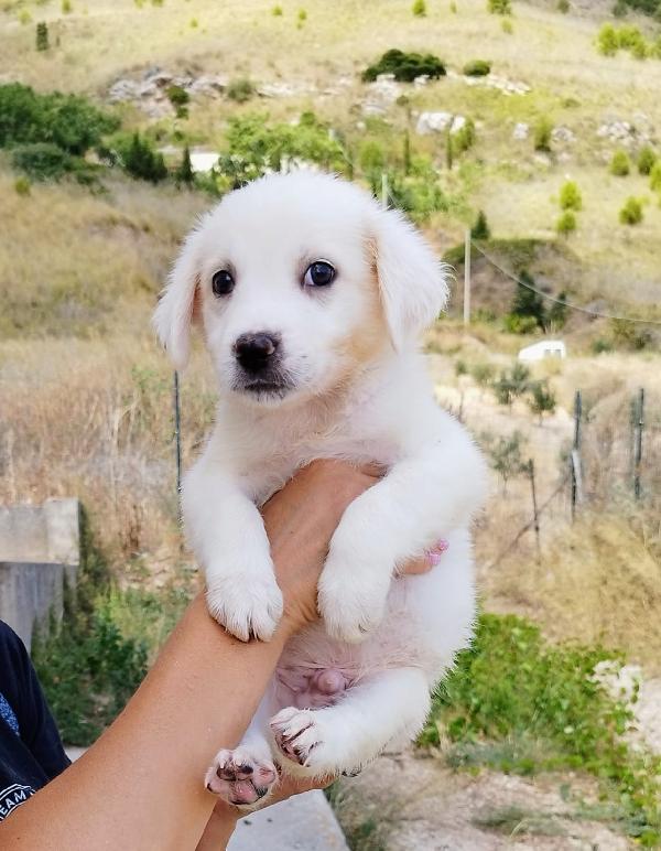 Mattia cucciolo adorabile Foto 2