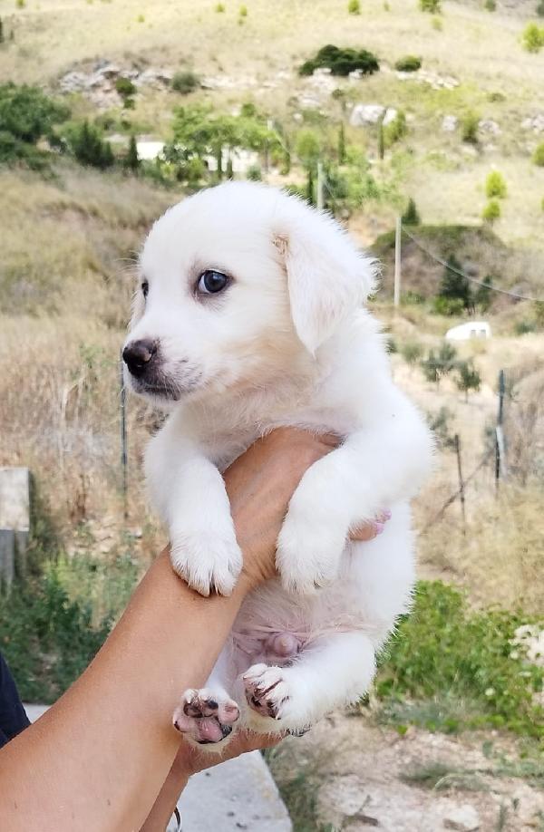 Mattia cucciolo adorabile Foto 3