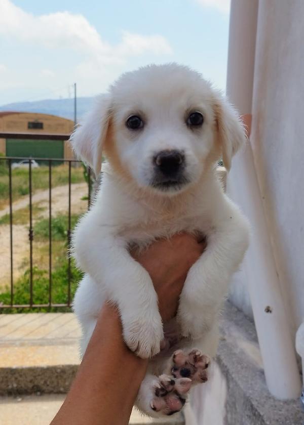 Mattia cucciolo adorabile Foto 4