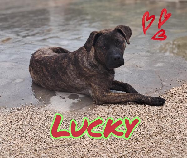 Lucky Cucciolotto Mix Cane Corso Tigrato 