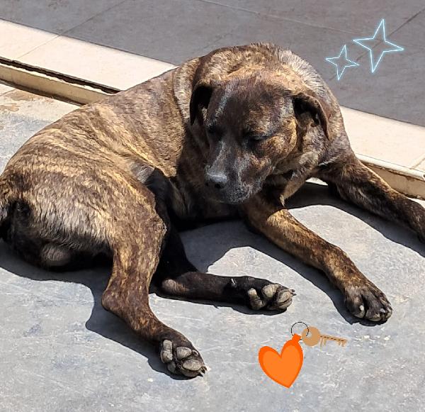 Lucky cucciolotto mix cane corso tigrato  Foto 2