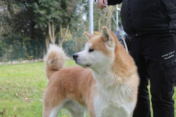 Takeshi Akita Inu in adozione  Foto 2