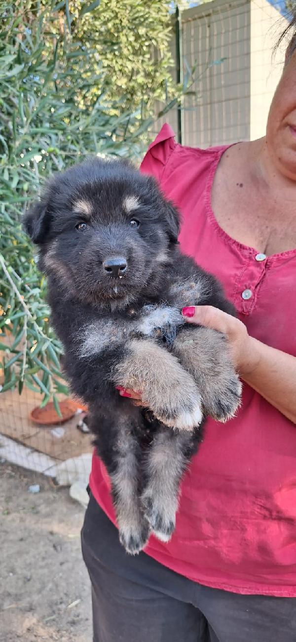 Bruno - Un Orsetto In Cerca Di Casa