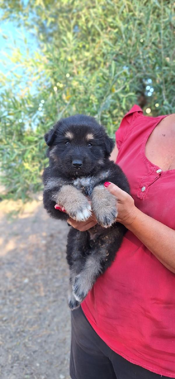 Bruno - un orsetto in cerca di casa Foto 3