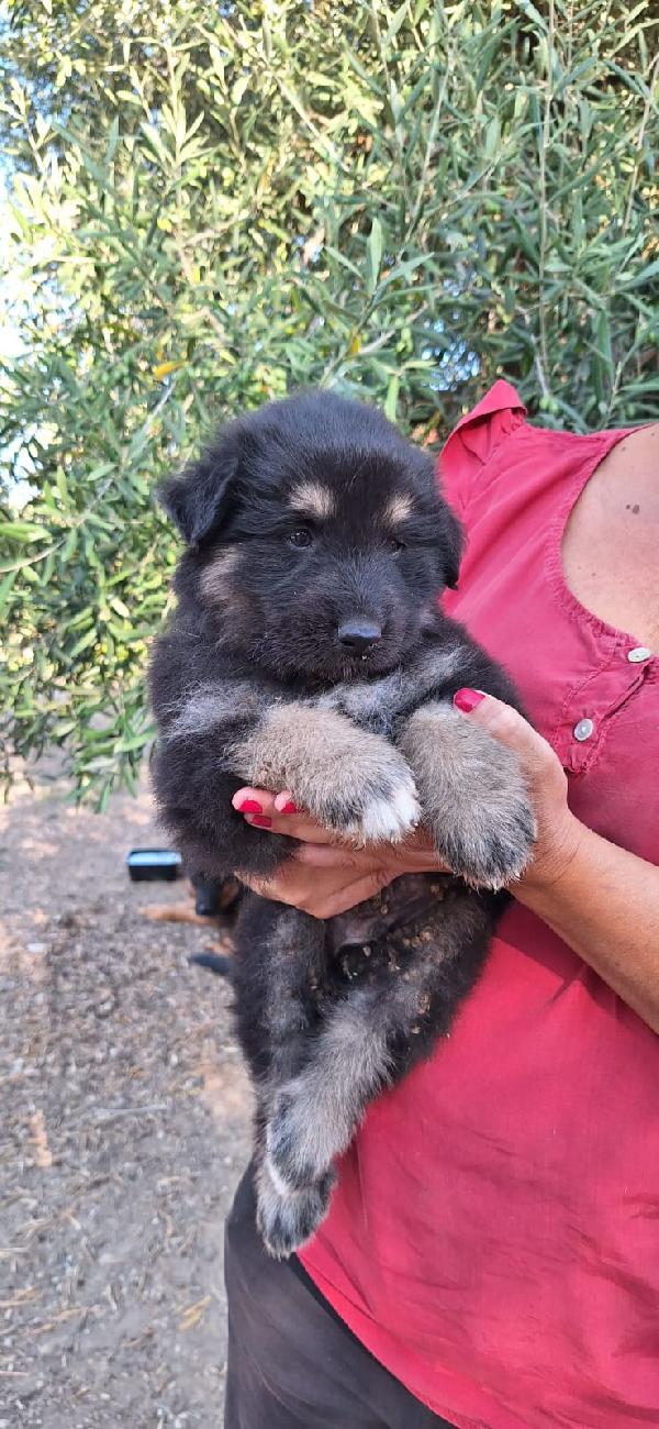 Bruno - un orsetto in cerca di casa Foto 4