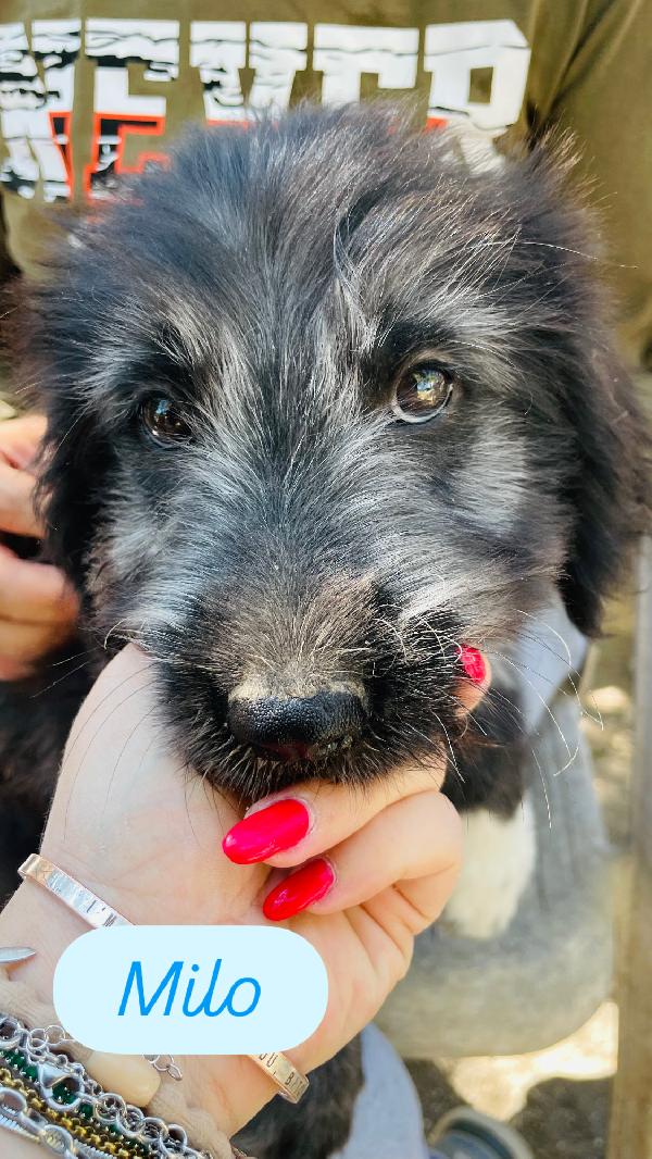 Milo Cucciolo 