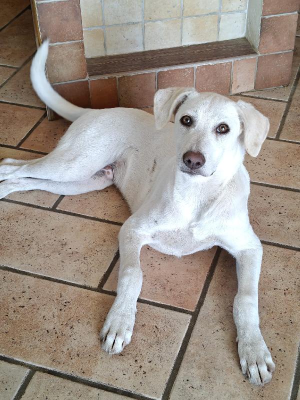 Cucciolo Invisibile