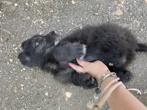 Cucciolo Charlie Cerca Casa 