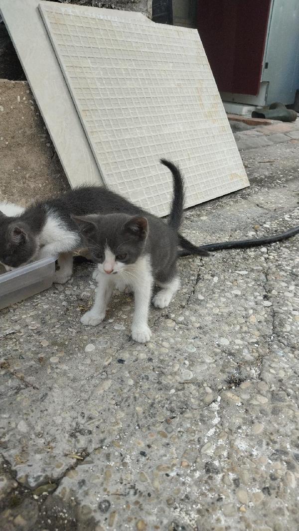 Mia