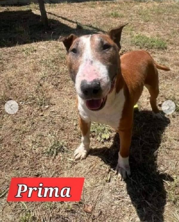 Bull Terrier Giovane In Canile Soffre Troppo