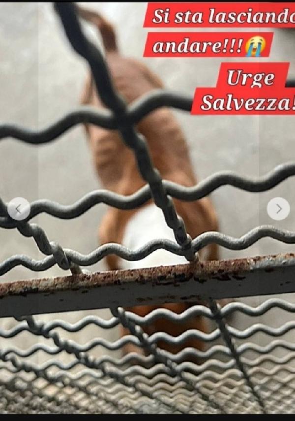 Bull Terrier giovane in canile soffre troppo Foto 2