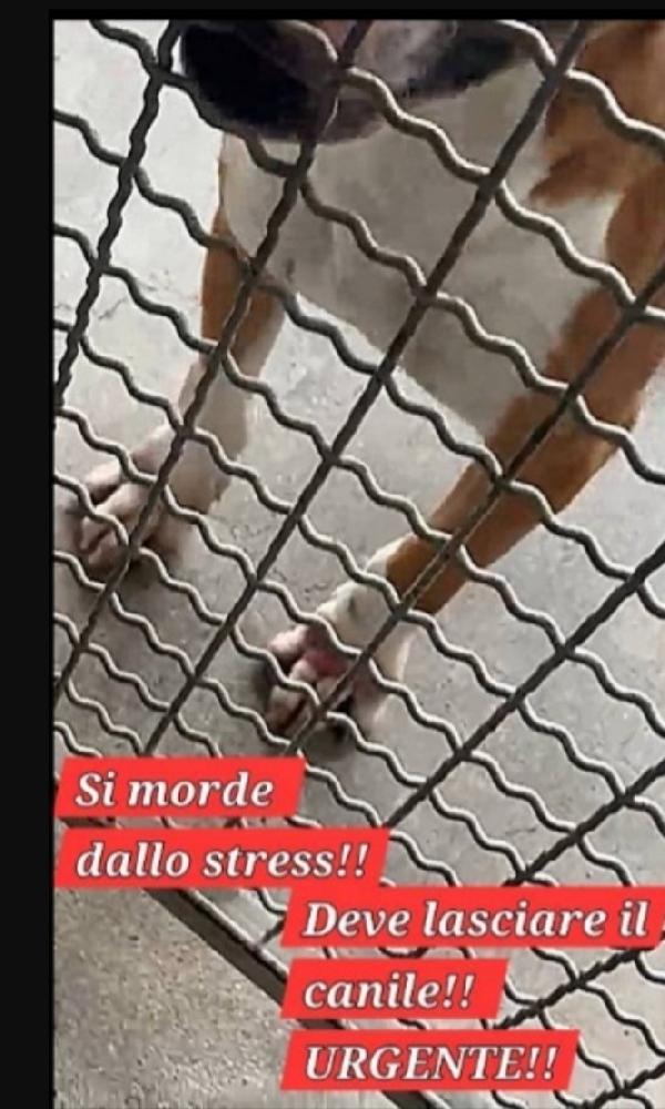 Bull Terrier giovane in canile soffre troppo Foto 3