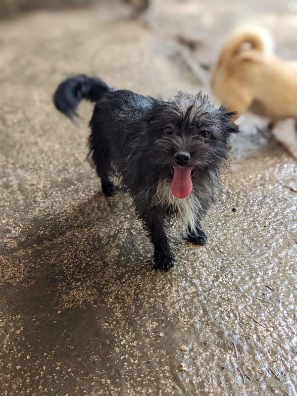 Sparrow - Cucciolo Di 10 Mesi - Taglia Mini