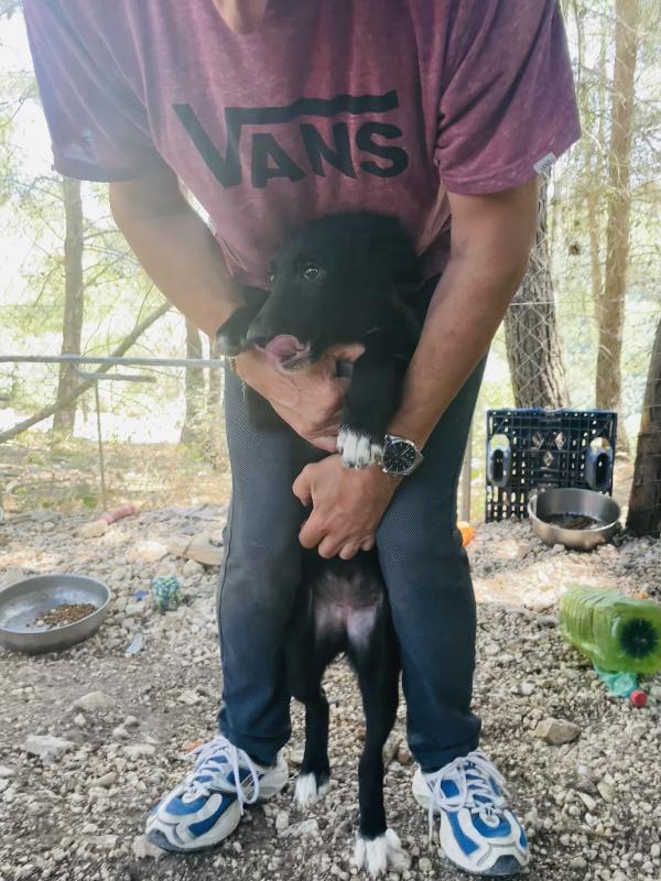 Cucciola Mieko cerca casa  Foto 4