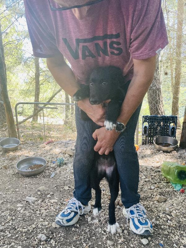 Cucciola Mieko cerca casa  Foto 5