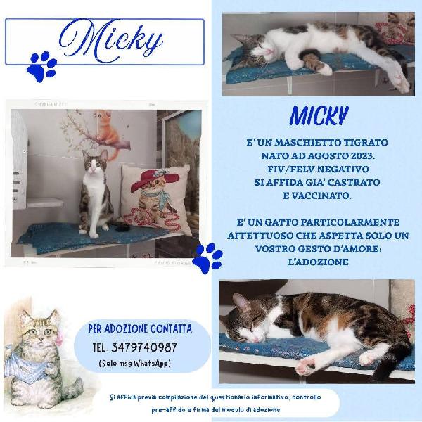 MICKY, adorabile micino da adottare! Foto 1