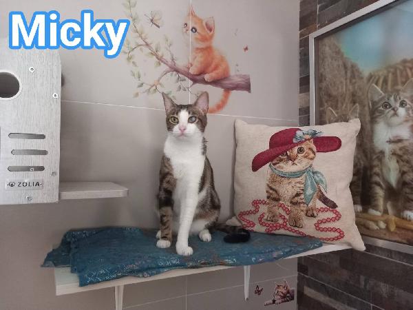 MICKY, adorabile micino da adottare! Foto 2