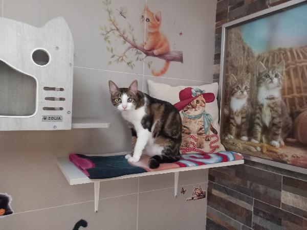 MICKY, adorabile micino da adottare! Foto 5