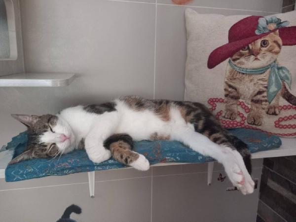 MICKY, adorabile micino da adottare! Foto 6