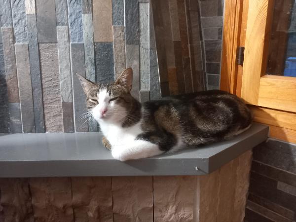 MICKY, adorabile micino da adottare! Foto 7