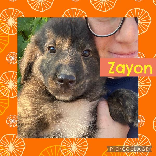 🔷🐾 Zayon 🐾🔷 Dolce Bellissimo Cucciolo Visibile A Bologna In Adozione 