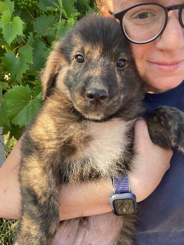 🔷🐾 zayon 🐾🔷 dolce bellissimo cucciolo visibile a bologna in adozione  Foto 2