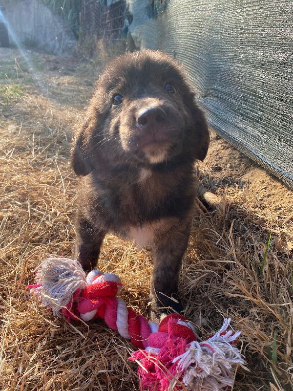 🔷🐾 zayon 🐾🔷 dolce bellissimo cucciolo visibile a bologna in adozione  Foto 3